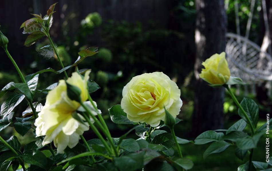 ©SUNFLOR - Primavera